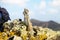 African ground squirrels on Fuerteventura, Spain.