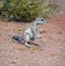 African ground squirrels genus Xerus f