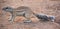 African ground squirrels genus Xerus form a taxon of squirrels