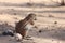 The African ground squirrels genus Xerus  sitting on dry sand of Kalahari desert and feeding