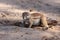 The African ground squirrels genus Xerus  sitting on dry sand of Kalahari desert and feeding