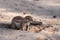 The African ground squirrels genus Xerus  sitting on dry sand of Kalahari desert and feeding