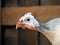 African Guinea fowl