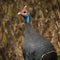 African guinea fowl.