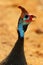 African guinea fowl head