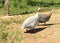 African Guinea Hens