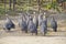 African Guinea Hens in the Vineyard