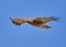 African Harrier-Hawk