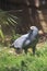 African harrier hawk