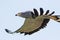 African harrier-hawk flying. Profile close-up of gymnogene bird