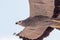 African harrier-hawk gymnogene bird of prey flying close-up.