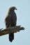 African harrier-hawk (Polyboroides typus)