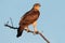 African hawk eagle