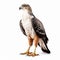 African Hawk-eagle: Majestic Bird With Striking Appearance