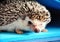 African hedgehog