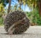 African Hedgehog