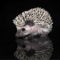 African Hedgehog in the dark photo studio