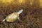 African helmeted turtle, Pelomedusa subrufa, in a reservoir in the Etosha National Park, Namibia