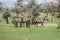 African herd of zebras in the field