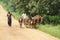 African herders, longhorn cattle