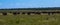 African herdsman and his cattle going out to graze