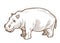 African hippo or hippopotamus isolated sketch, wild species