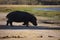 African Hippo in silhouette