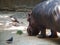 african hippo sniffing the ground in a zoo