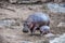 African hippopotamus with baby near the riverside