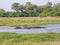 African hippopotamus family, Botswana