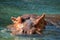 African Hippopotamus, Hippopotamus amphibius capensis, with evening sun, Chobe River, Botswana. Danger animal in the