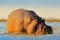 African Hippopotamus, Hippopotamus amphibius capensis, with evening sun, Chobe River, Botswana. Danger animal in the water, hippo.