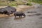 African hippopotamus in Kenya