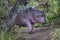 African Hippopotamus, South Africa,