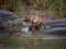 African hippos graze on the open spaces