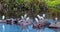 African Hippos in a natural water pool in Ngorongoro National Park in Tanzania, Africa.