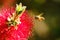 African honeybee Apis mellifera scutellata hovering next to bottlebrush