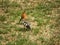 African Hoopoe 1