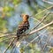 African Hoopoe