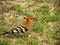 African Hoopoe 2