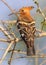 African hoopoe