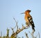 African Hoopoe