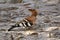 African Hoopoe