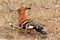 African Hoopoe