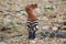 African Hoopoe