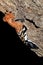 African hoopoe at nest with prey