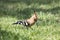 African Hoopoe Upopa africana foraging on grass in close up side view