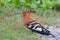 African hoopoe (upupa africana)