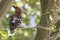 African Hoopoe - Upupa africana