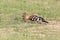 African Hoopoe Upupa africana foraging for worms on grass, Western Cape, South Africa